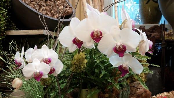 Beautiful orchids