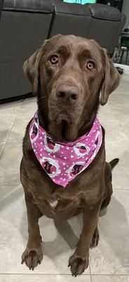 Lucy our Chocolate Lab