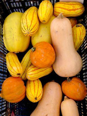 Acorn, Butternut, Pumpkin, Spaghetti