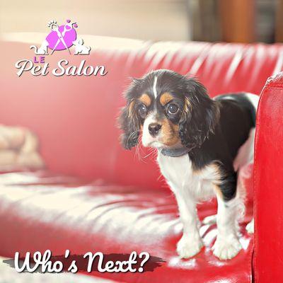 Le Pet Salon - Miami's best grooming salon