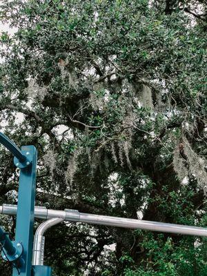 Oak trees and spanish moss by the vacuums