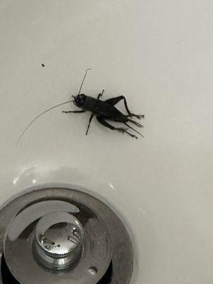 Bug in tub