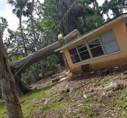 Tree Removal in Deltona, FL