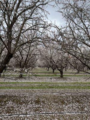 Endless rows of almond trees