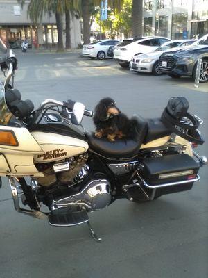 Motorcycle dog