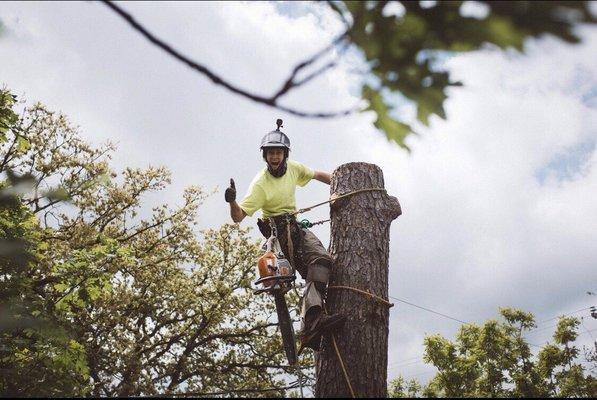 Pine Removal!