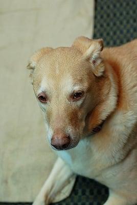 our 3 time shelter / now, shop dog Jenna