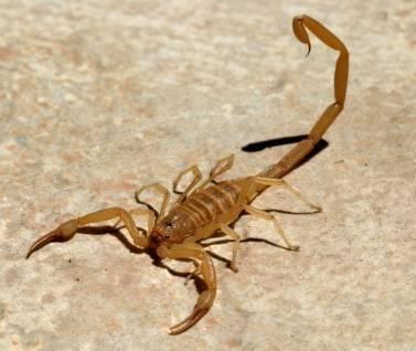 Estrella Mountain Ranch "Montecito" Scorpion Job