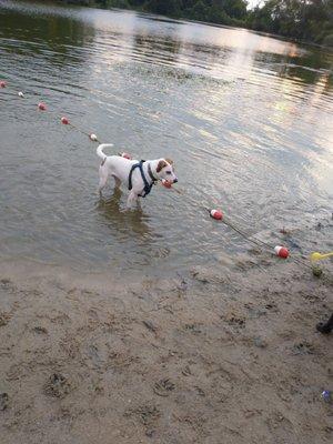 Dog beach & swimming area.