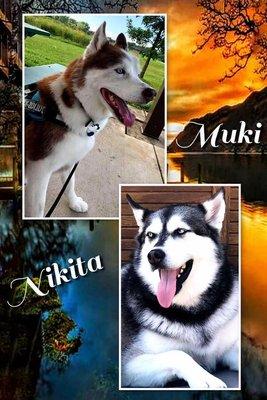 Free Spirit Siberian Rescue Alums