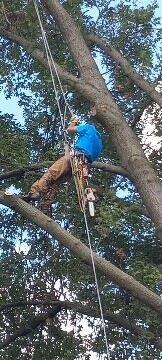 ArborTech Tree Service & Landscaping