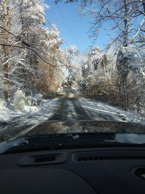 2020 Christmas trees down all over further down cannot get out.