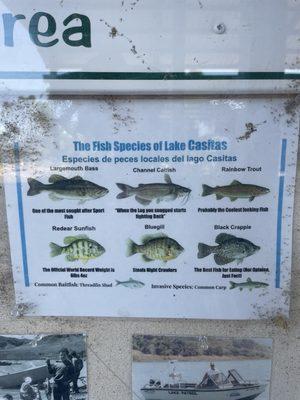 Everyone asks what types of fish are in the lake. Well here you go!!