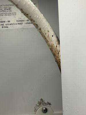 Mold in ice machine