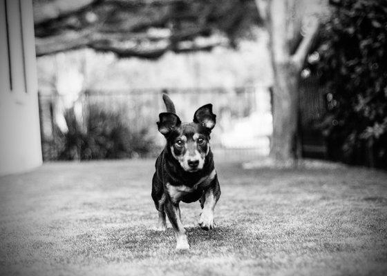 Jackson running toward his treat.