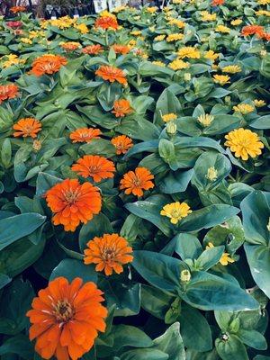 GORGEOUS zinnias