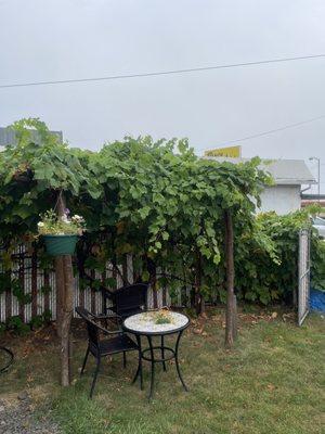 Sitting area with grape vines.