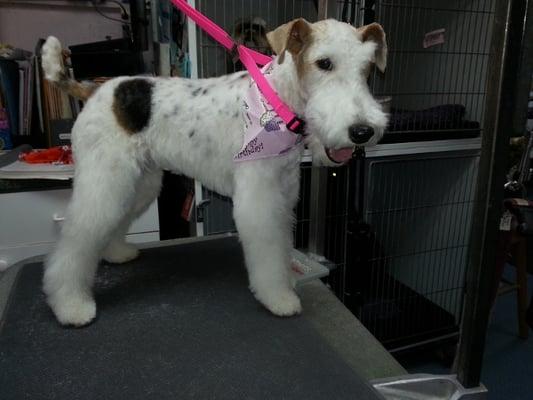 Young wirehaired terrier pupin for her day at the salon. She's so beautiful!