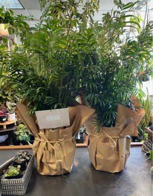 Matching Palm Plants beautifully gift wrapped by Mila!