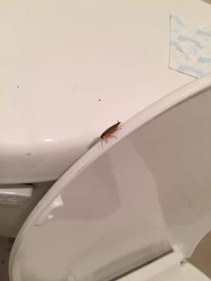 Live roach just chilling on my toilet