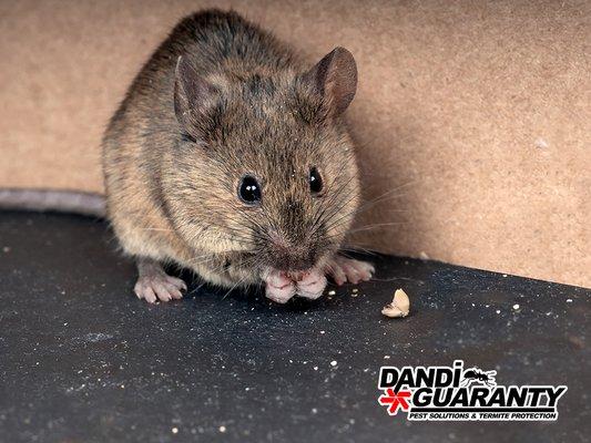 Dandi Guaranty Pest Solutions And Termite Protection