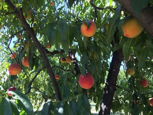 Best peaches I've ever eaten