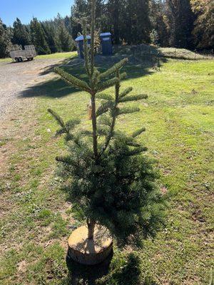 My perfectly imperfect Charlie Brown Christmas tree. Only $11!