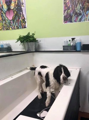 Bougie at the self wash doggie wash