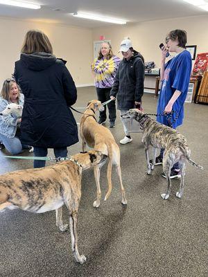 Maine Greyhound Placement Service