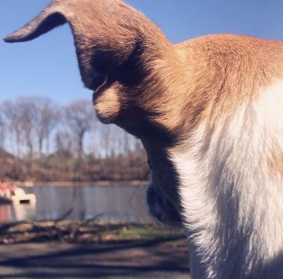 Chloe at the park watching the humans in the boats #earthday #loveyourplanet #humanwatching