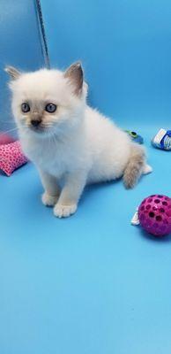 Blue mitted baby