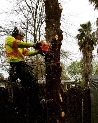 Feller in Tree Sectioning Tall Tree Down in A Confined Area