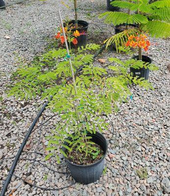 A dwarf Poinciana tree - So pretty