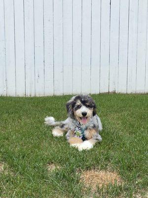 Bernedoodle dog