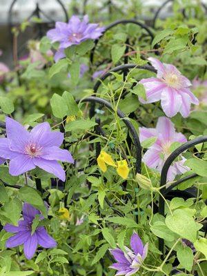 Clematis