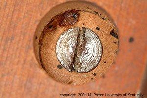 Bed bug on hiding on a screw