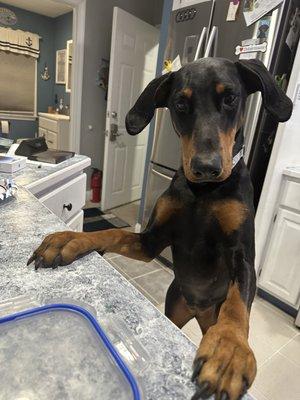 Lilly 1.5yr old Doberman