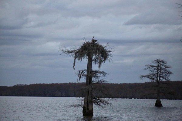 Goose in an Osprey nest