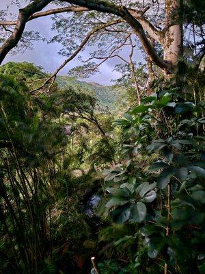 Jungle views