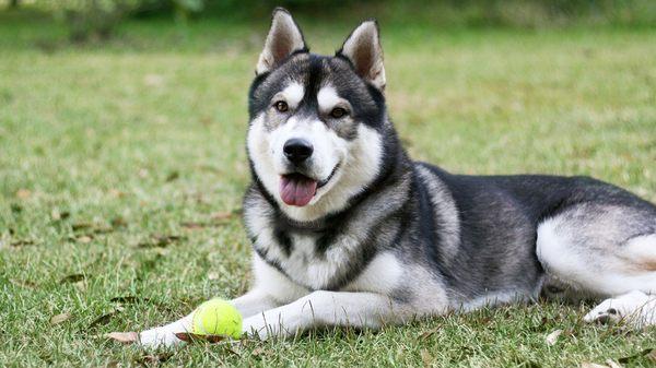 Huskies, Hounds, Great Danes, Chihuahuas...DogWatch Hidden Fences work for dogs of all breeds, ages, sizes and personalities!