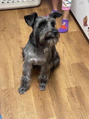 Alum rock grooming did a great job on our Mini Schnauzer Bowzer! No appointment needed and price was very reasonable. Thank you!