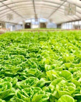 Butter Lettuce