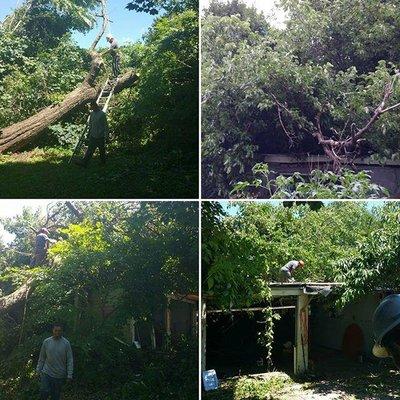 Emergency Tree Removal