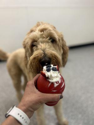 Kong of the Month enrichment time for this doggie daycare camper!