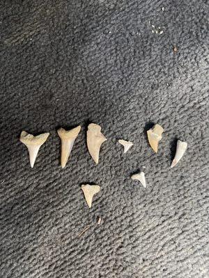 We actually found 10 shark teeth in about 3-4 hours time