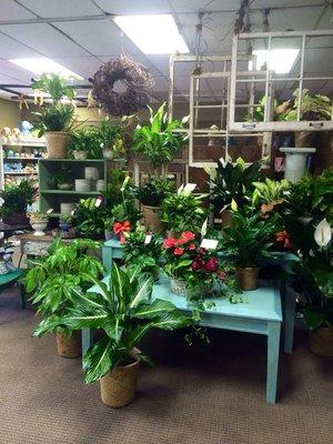 Inside Amy's Florist