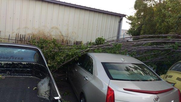 The tree on top of two other cars that it damaged