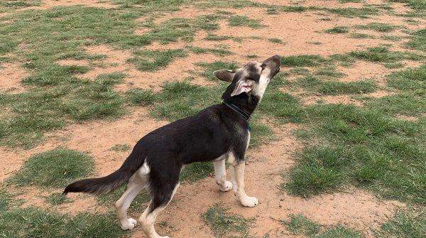 Large Dog Park