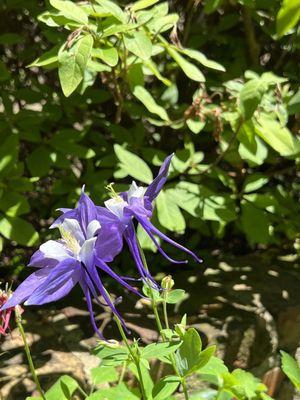 The beautiful flowers at Rosedown Plantation