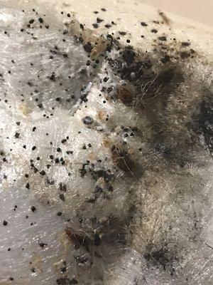 Bed bugs found under the box spring ( live )